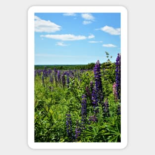 Lupins in the wild P.E.I. Sticker